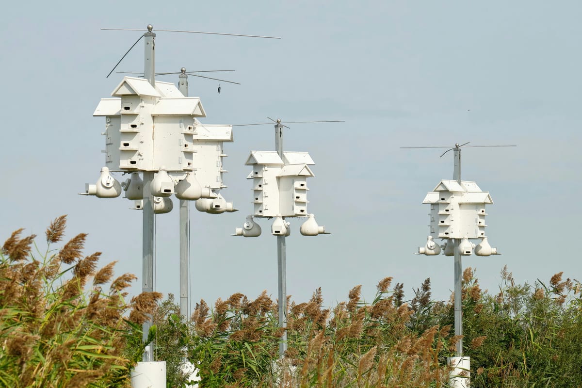 Harahan Neighbors Clash in Court Over Purple Martin Colony